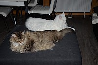 nickybaer_katzenfoto_201310_015