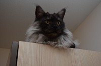nickybaer_katzenfoto_201310_016