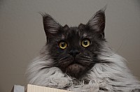 nickybaer_katzenfoto_201310_017