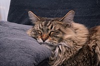 nickybaer_katzenfoto_201310_019