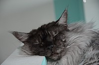 nickybaer_katzenfoto_201310_020