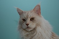nickybaer_katzenfoto_201311_001