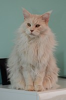 nickybaer_katzenfoto_201311_002