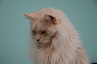 nickybaer_katzenfoto_201311_007