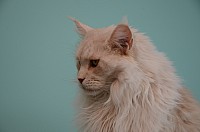 nickybaer_katzenfoto_201311_008