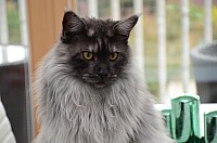 nickybaer_katzenfoto_201311_010