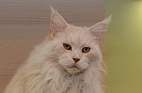 nickybaer_katzenfoto_201311_014