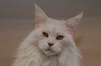 nickybaer_katzenfoto_201311_015