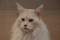nickybaer_katzenfoto_201311_019