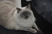 nickybaer_katzenfoto_201311_021