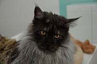 nickybaer_katzenfoto_201311_022