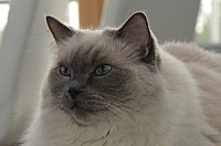 nickybaer_katzenfoto_201311_025