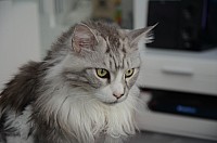 nickybaer_katzenfoto_201311_026