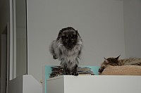 nickybaer_katzenfoto_201311_027