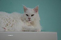 nickybaer_katzenfoto_201311_030