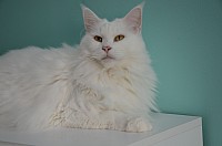 nickybaer_katzenfoto_201311_032