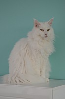 nickybaer_katzenfoto_201311_033