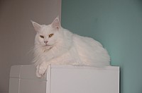 nickybaer_katzenfoto_201311_034