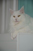 nickybaer_katzenfoto_201311_035
