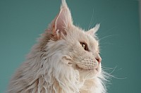 nickybaer_katzenfoto_201311_037