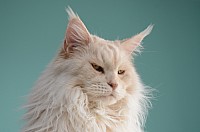 nickybaer_katzenfoto_201311_038