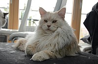 nickybaer_katzenfoto_201311_043