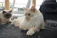 nickybaer_katzenfoto_201311_044