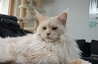 nickybaer_katzenfoto_201311_047