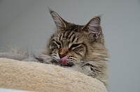 nickybaer_katzenfoto_201311_049