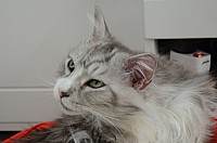 nickybaer_katzenfoto_201311_050