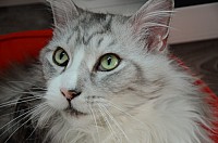 nickybaer_katzenfoto_201311_051