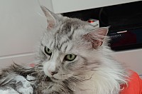 nickybaer_katzenfoto_201311_052